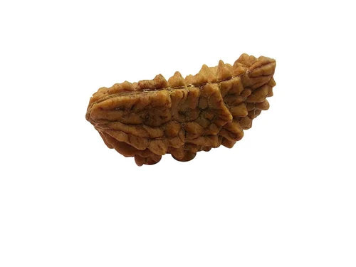 1 Mukhi Rudraksha 100% Natural