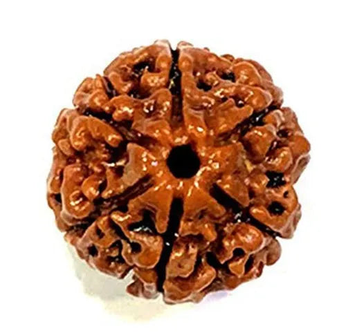 6 Mukhi Rudraksha 100% Natural