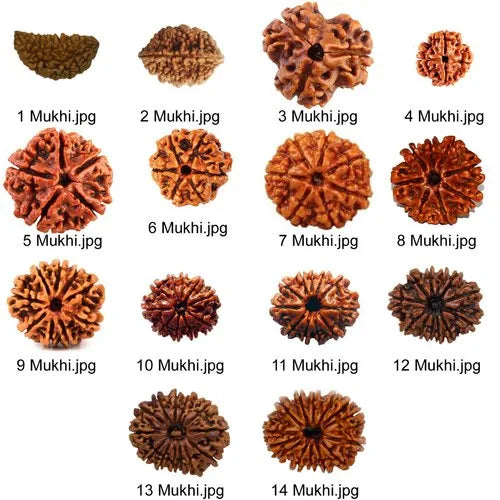 7 Mukhi Rudraksha 100% Natural Lab Tested