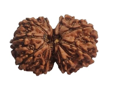 Gaurishankar Rudraksha 100% Natural joined Certified Rudraksh