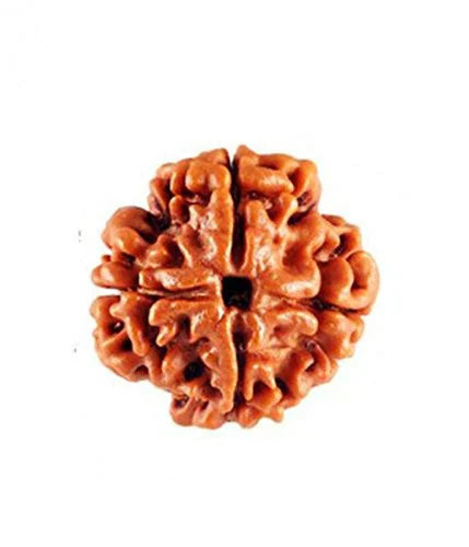 4 Mukhi Rudraksha 100% Natural