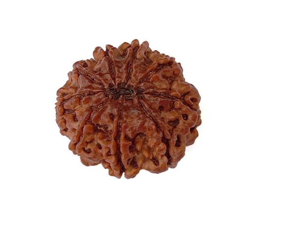 9 Mukhi Rudraksha Natural Nepal 100% Natural
