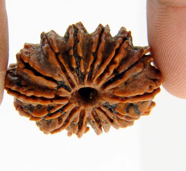 14 Mukhi Rudraksha 100% Natural