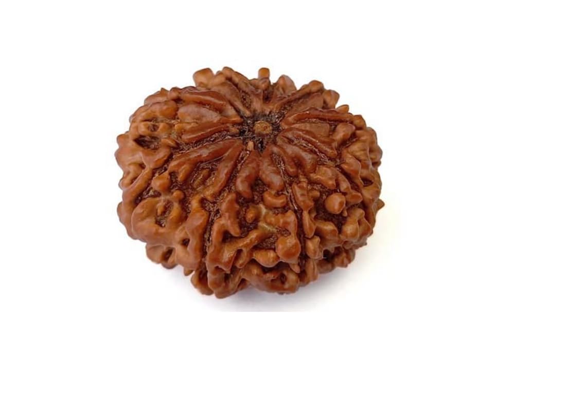 9 Mukhi Rudraksha Natural Nepal 100% Natural
