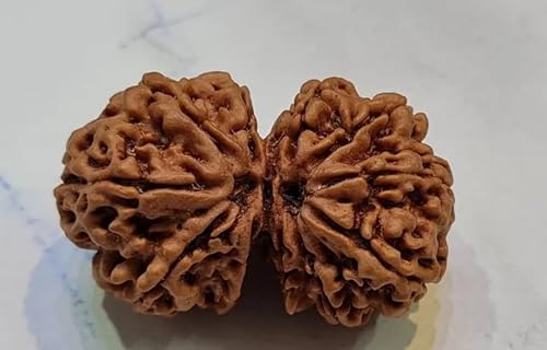 Gaurishankar Rudraksha 100% Natural joined Certified Rudraksh