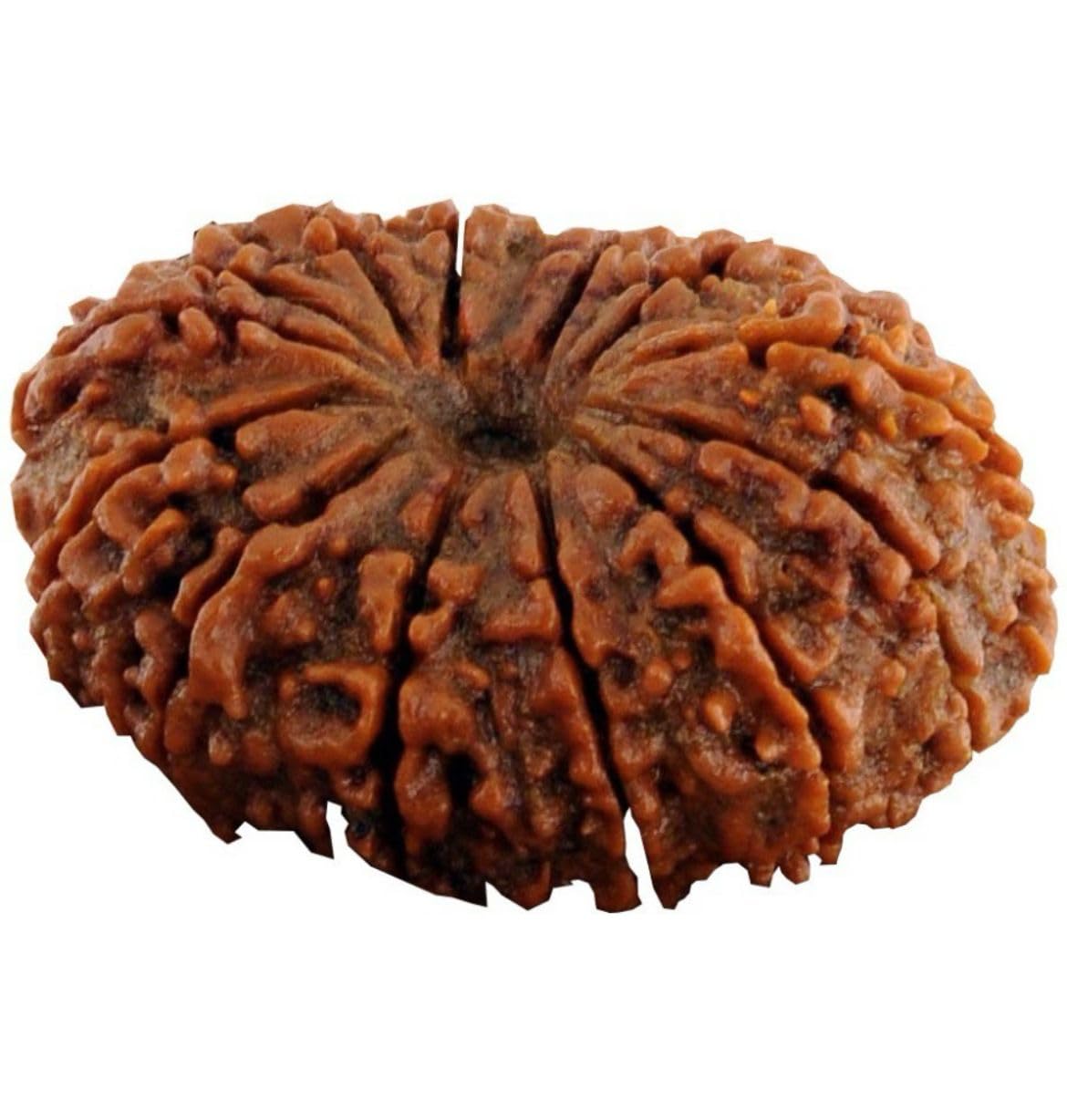 14 Mukhi Rudraksha 100% Natural