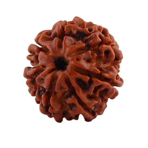 7 Mukhi Rudraksha 100% Natural Lab Tested