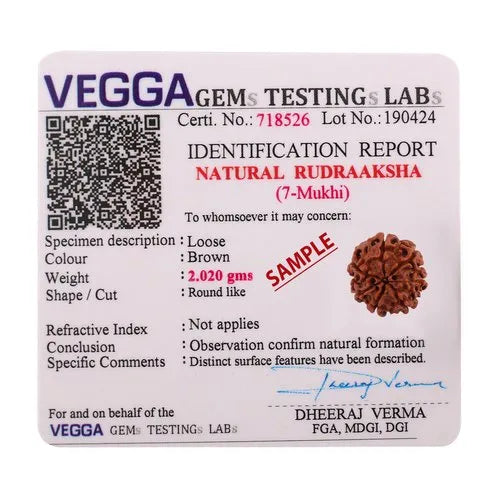 7 Mukhi Rudraksha 100% Natural Lab Tested