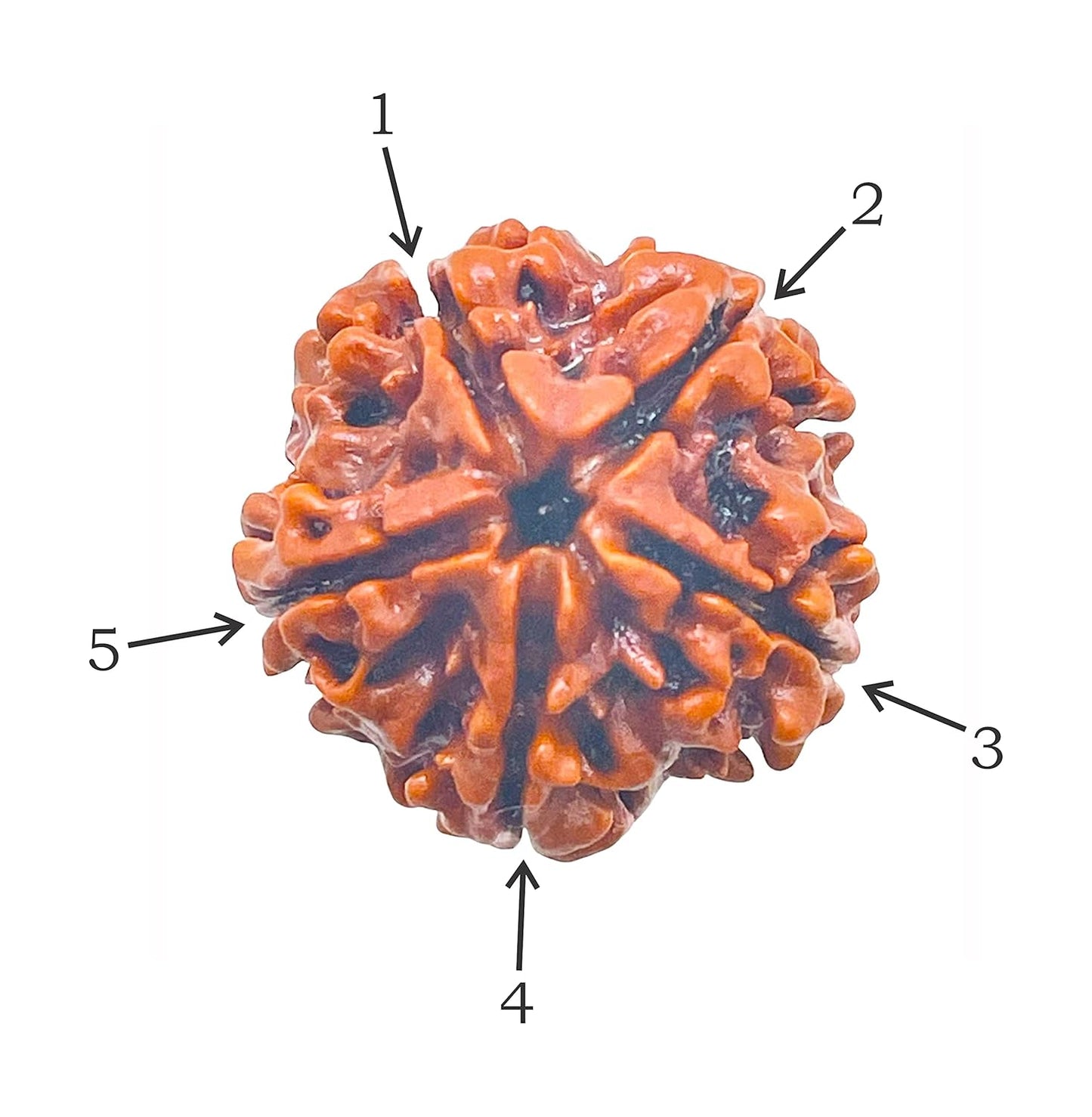 5 mukhi rudraksha size 1kg, Size: 18 mm