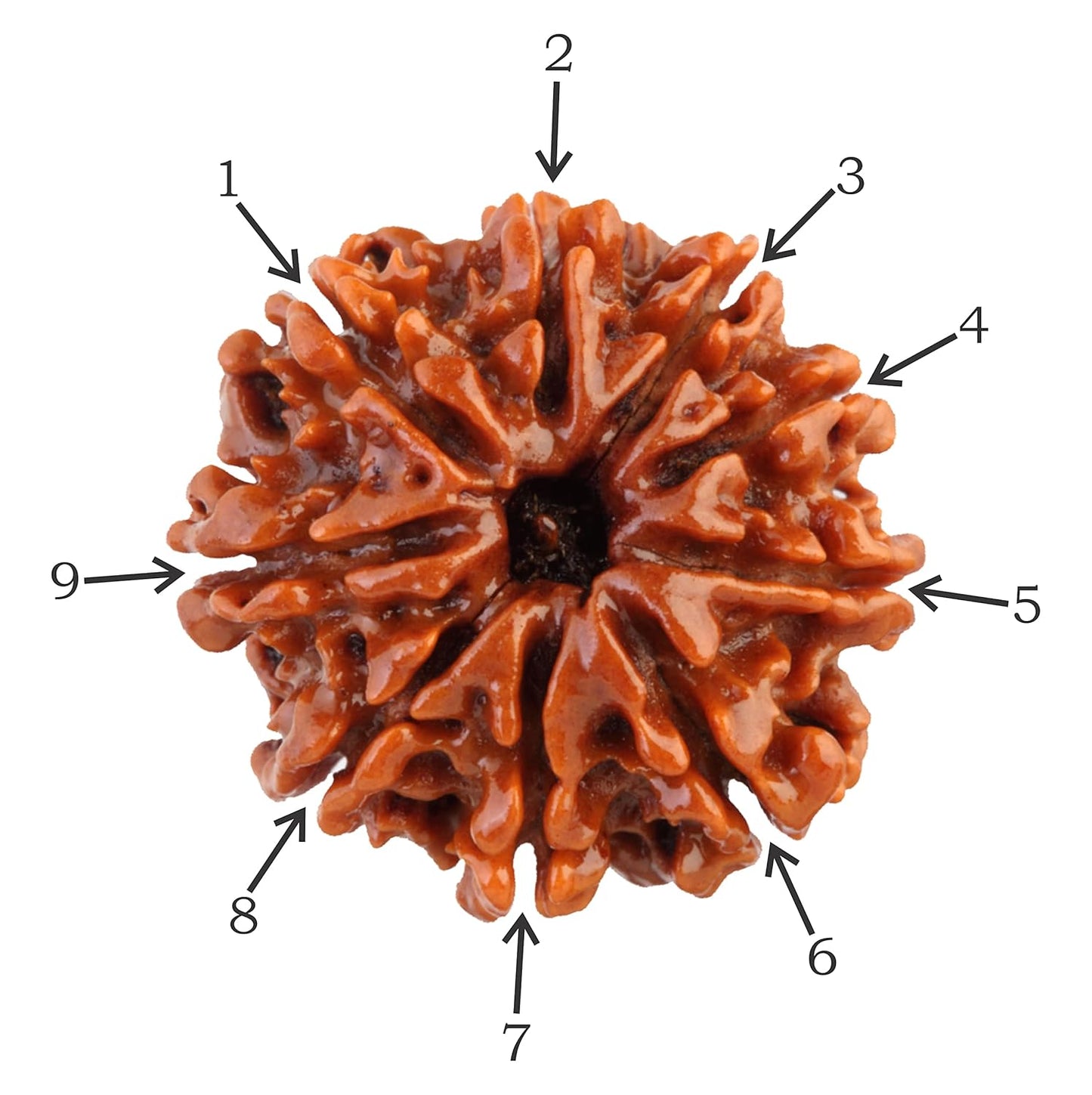 9 Mukhi Rudraksha Natural Nepal 100% Natural