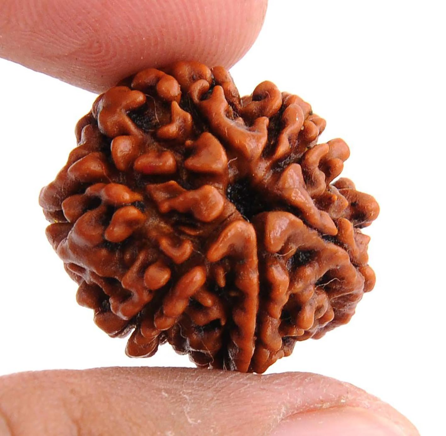 7 Mukhi Rudraksha 100% Natural Lab Tested