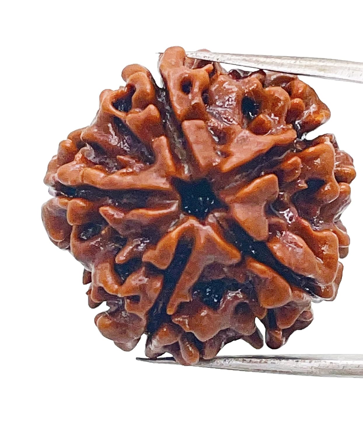 5 mukhi rudraksha size 1kg, Size: 18 mm
