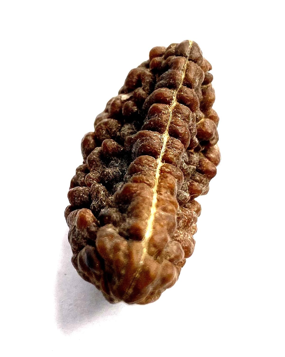 1 Mukhi Rudraksha 100% Natural
