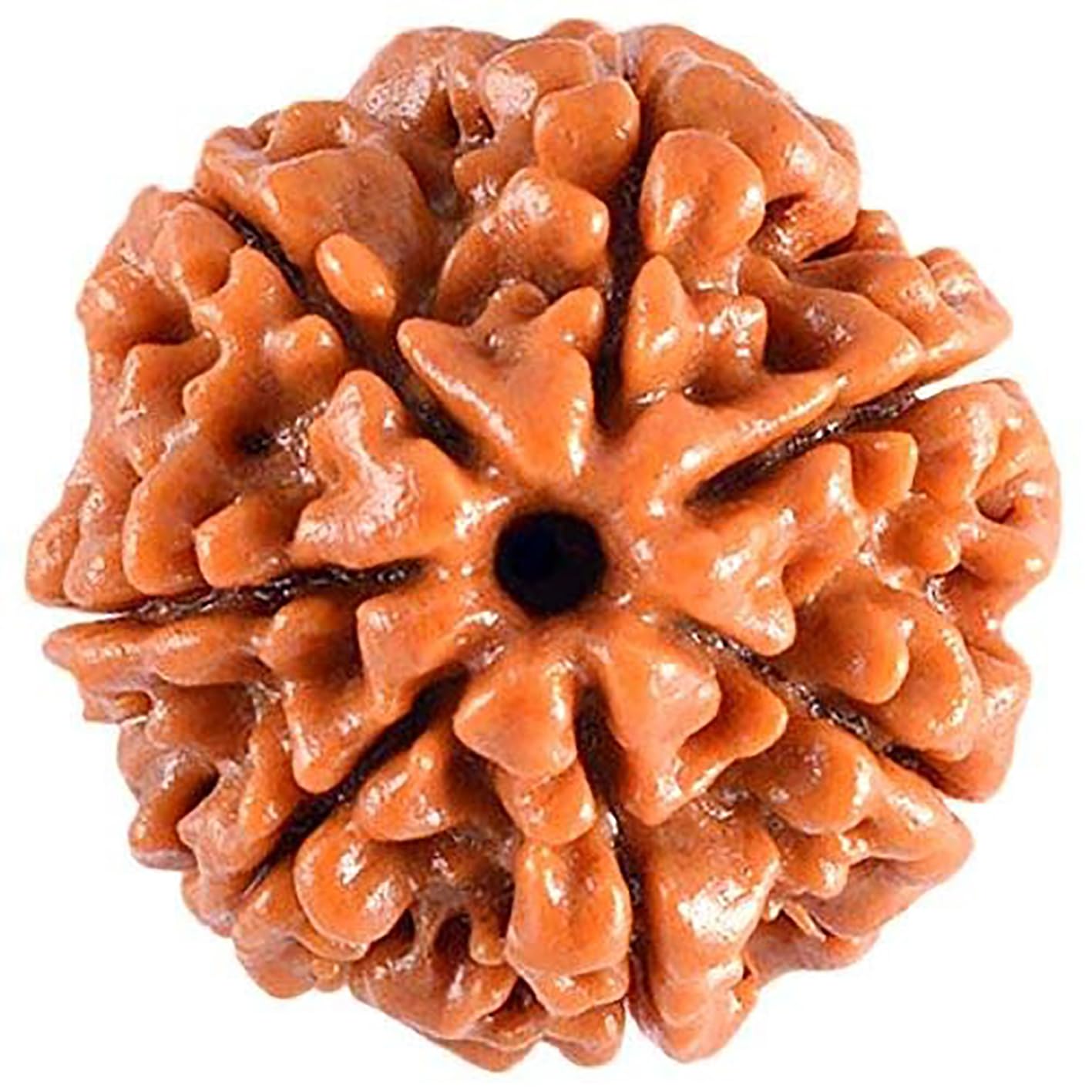 7 Mukhi Rudraksha 100% Natural Lab Tested
