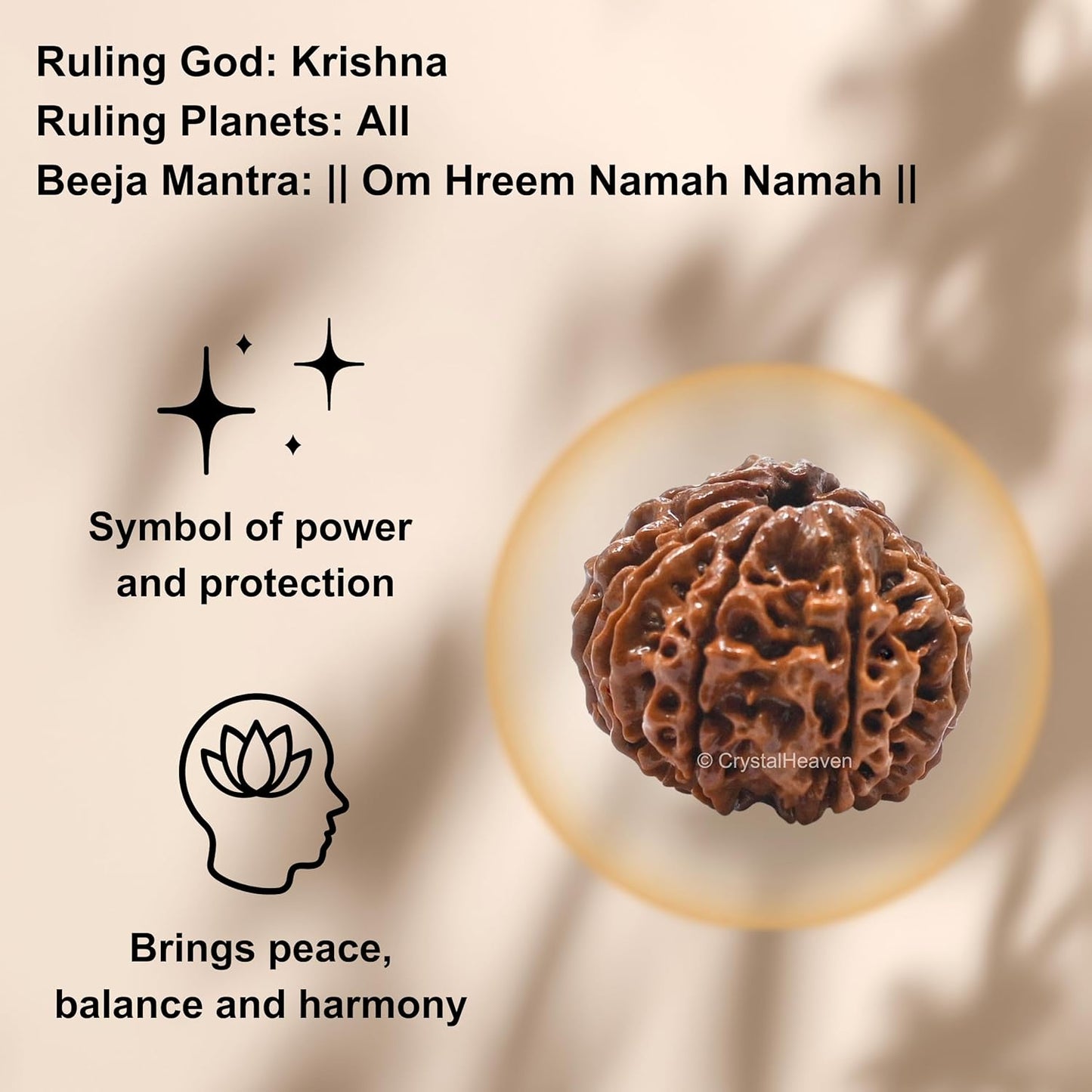 10 Mukhi Rudraksha Natural Nepal 100% Natural