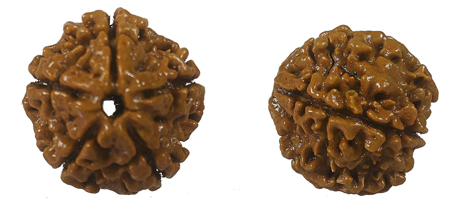 5 Mukhi Rudraksh Sinks In Water