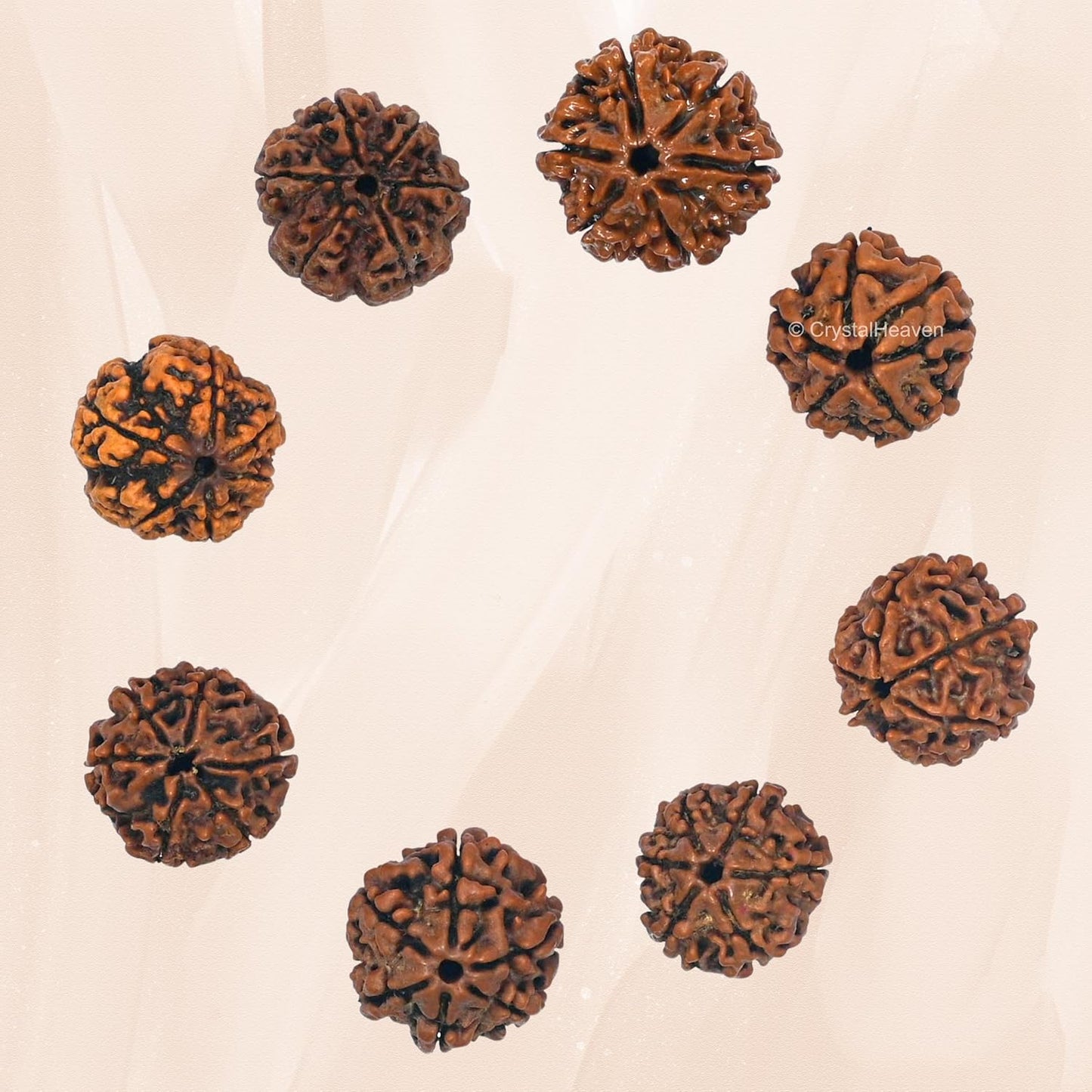 6 Mukhi Rudraksha 100% Natural