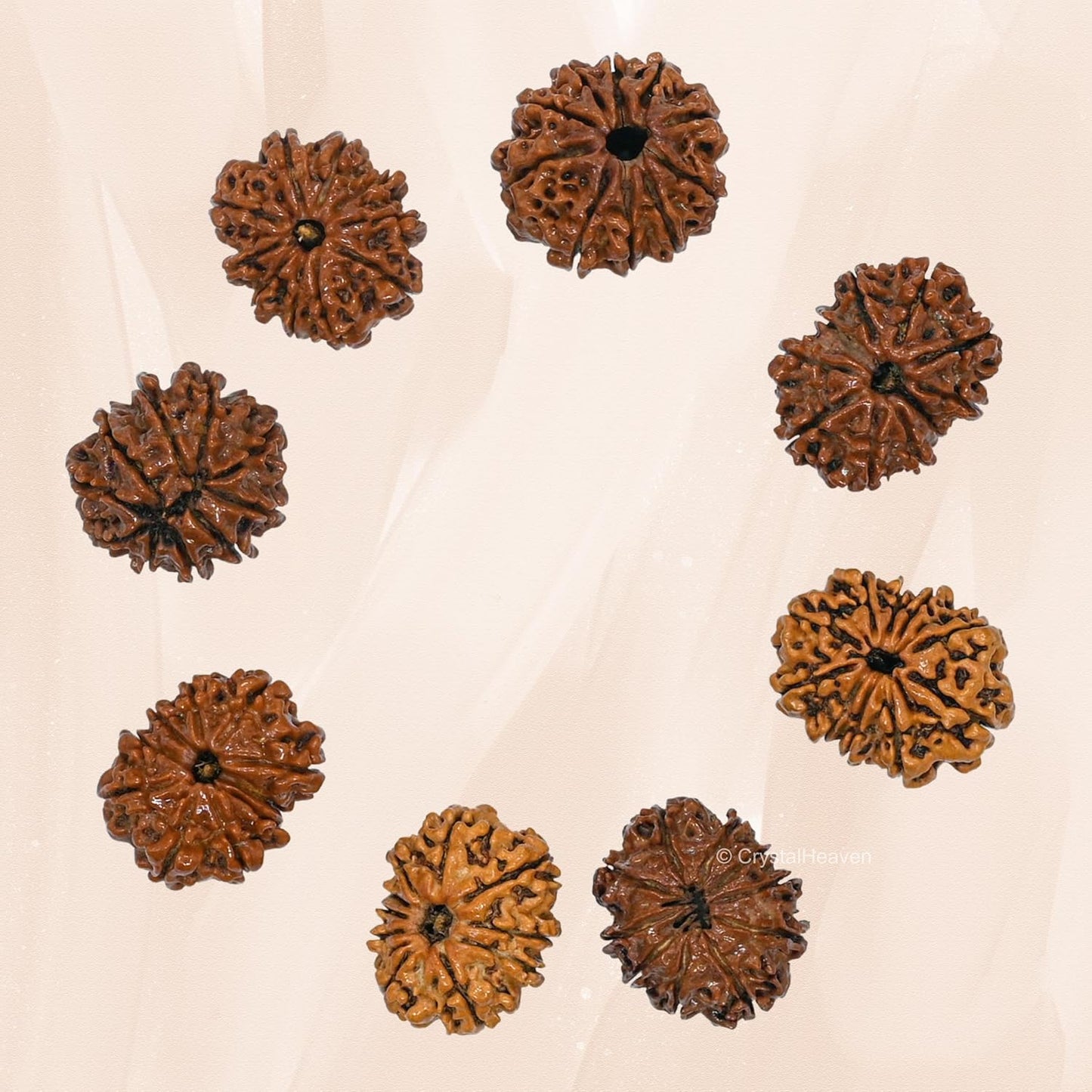 10 Mukhi Rudraksha Natural Nepal 100% Natural