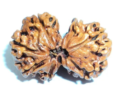 Gaurishankar Rudraksha 100% Natural joined Certified Rudraksh