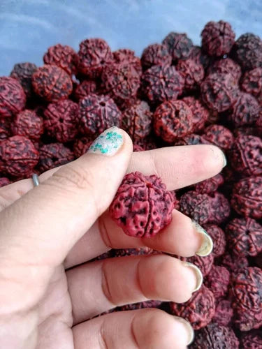 5 mukhi rudraksha size 1kg, Size: 18 mm
