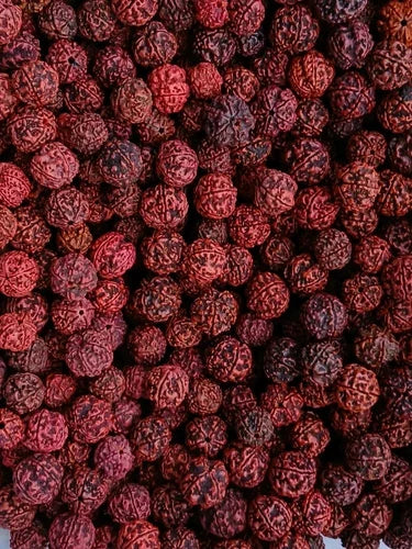 5 Mukhi Rudraksha 100% Natural (NEPALI)