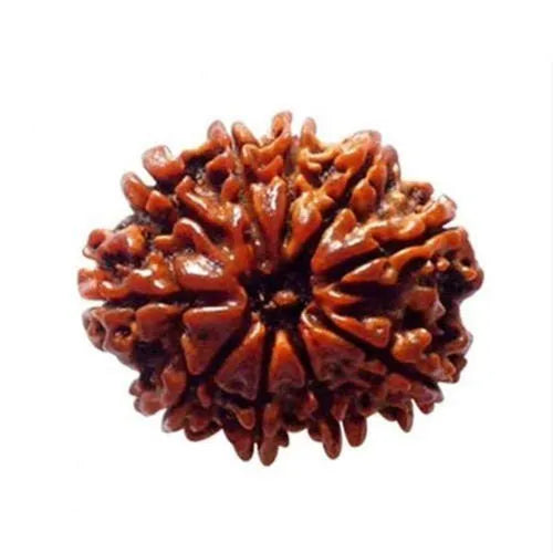 10 Mukhi Rudraksha Natural Nepal 100% Natural