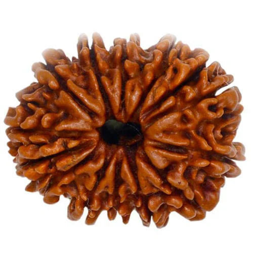 14 Mukhi Rudraksha 100% Natural