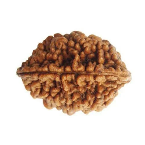 2 Mukhi Rudraksha Natural Nepal Rudraksha