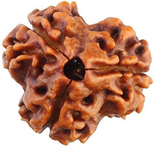 3 Mukhi Rudraksha 100% Natural