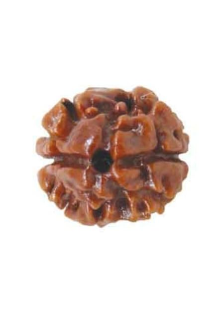 2 Mukhi Rudraksha Natural Nepal Rudraksha
