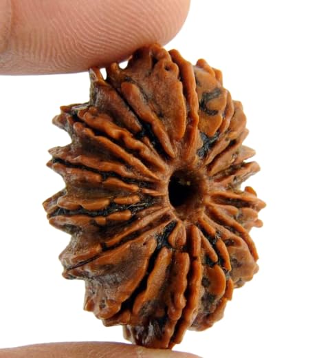 14 Mukhi Rudraksha 100% Natural