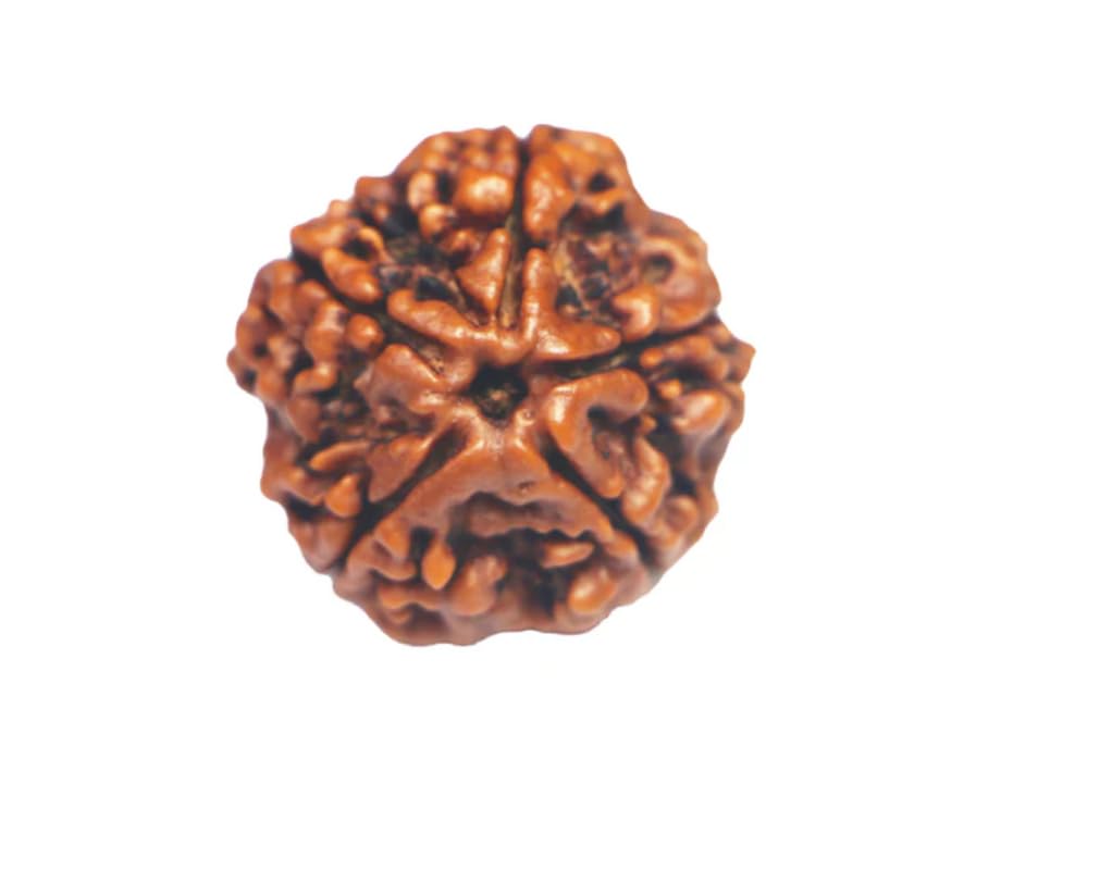 5 Mukhi Nepali Rudraksh 20-24 MM Size (1 KG PACK)