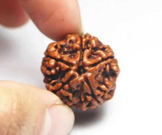 5 Mukhi Nepali Rudraksh 20-24 MM Size (1 KG PACK)