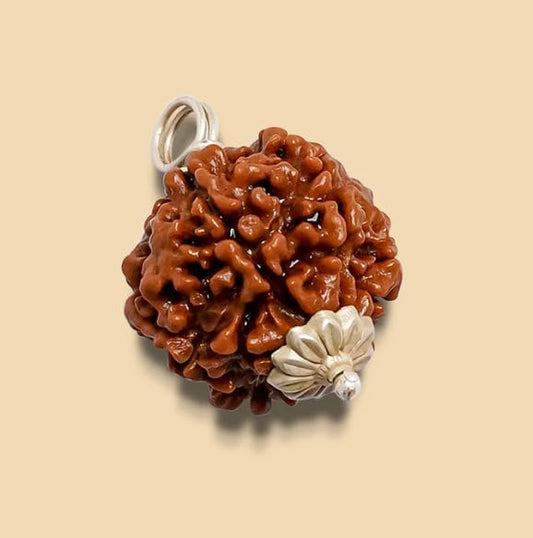 5 Mukhi Nepali Rudraksh 20-24 MM Size (1 KG PACK)
