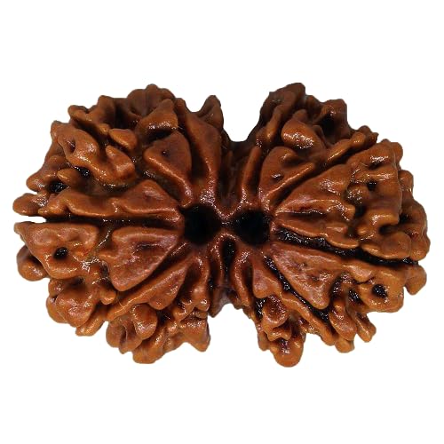 Gaurishankar Rudraksha 100% Natural joined Certified Rudraksh