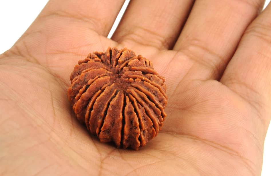 14 Mukhi Rudraksha 100% Natural