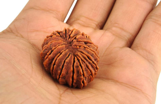 14 Mukhi Rudraksha 100% Natural