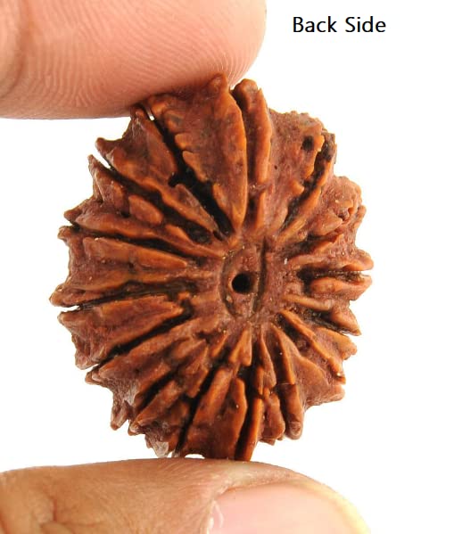 14 Mukhi Rudraksha 100% Natural