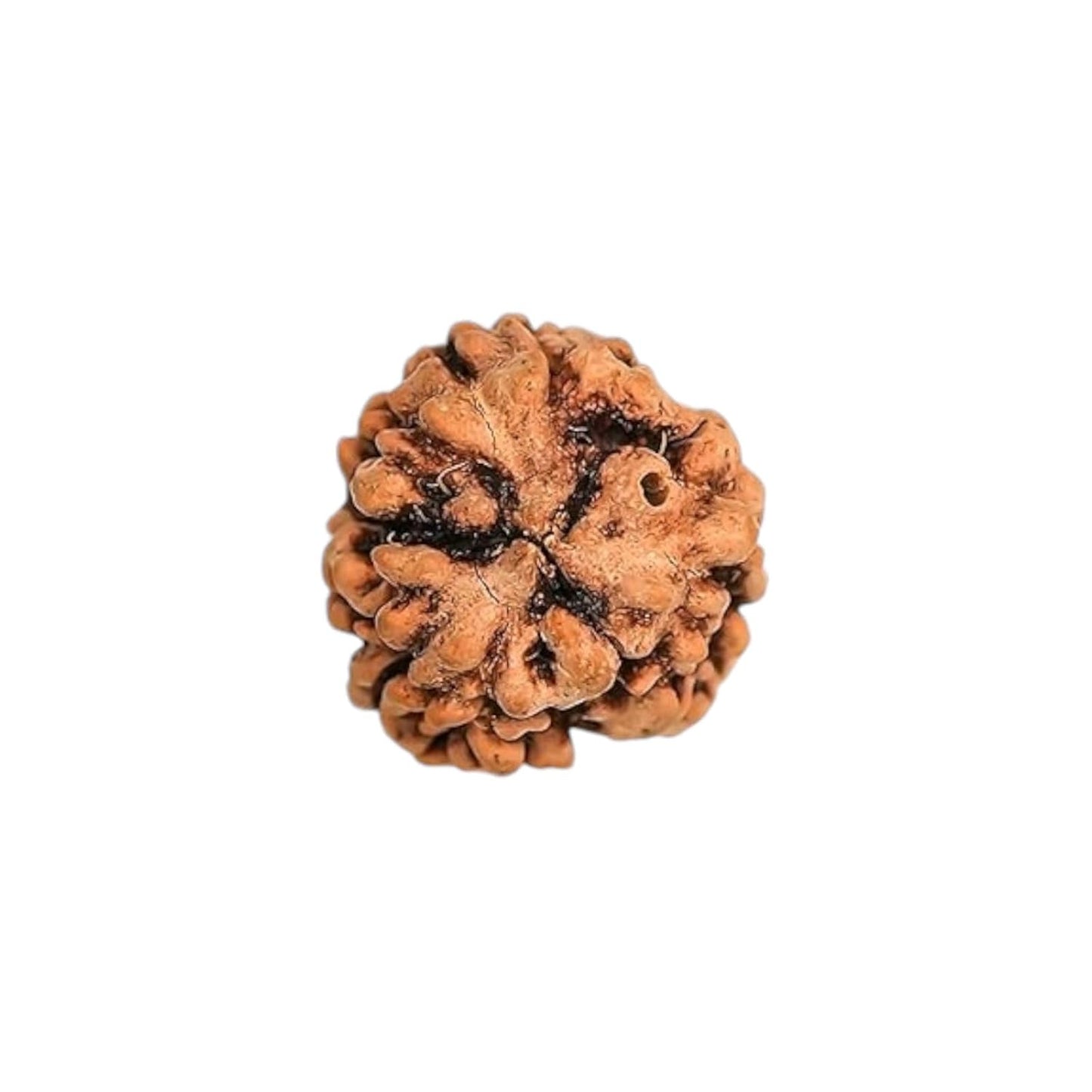 3 Mukhi Rudraksha 100% Natural