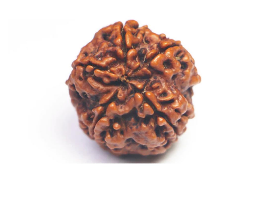 5 Mukhi Nepali Rudraksh 20-24 MM Size (1 KG PACK)
