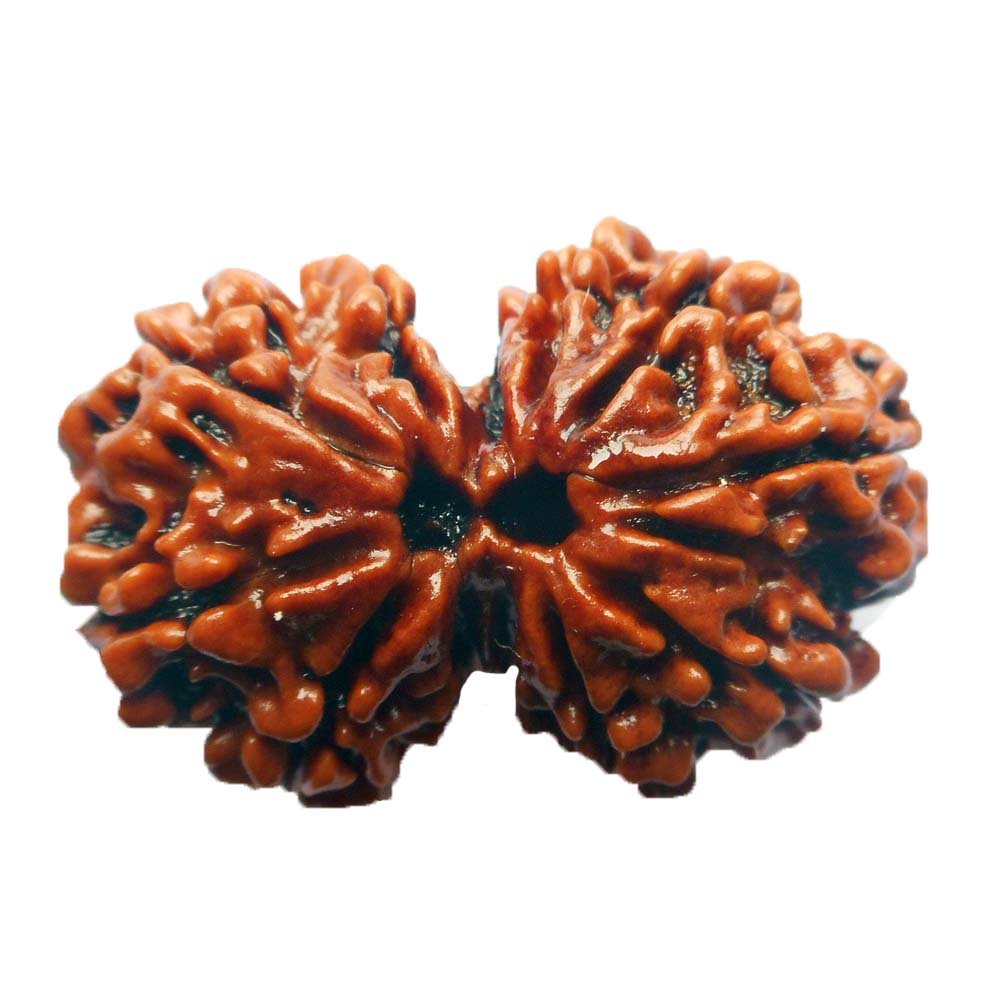 Gaurishankar Rudraksha 100% Natural joined Certified Rudraksh