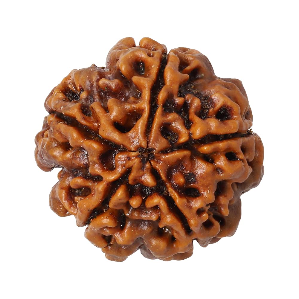5 Mukhi Rudraksh Sinks In Water