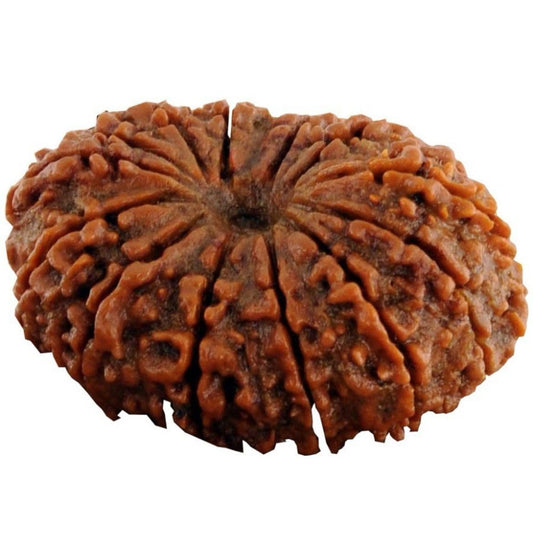 14 Mukhi Rudraksha 100% Natural