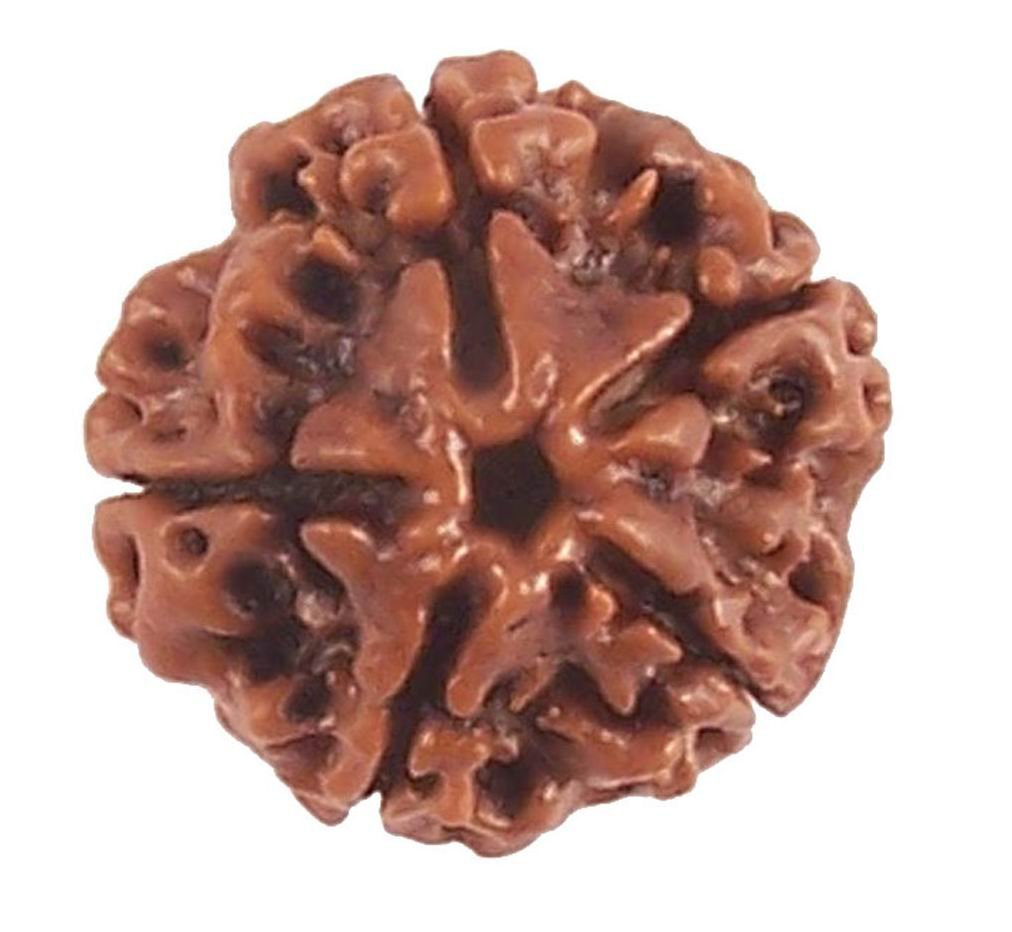 5 Mukhi Rudraksh Sinks In Water