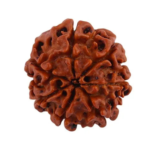7 Mukhi Rudraksha 100% Natural Lab Tested