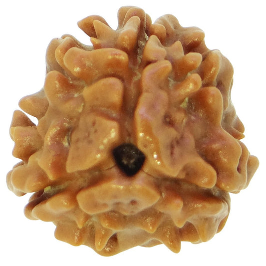 3 Mukhi Rudraksha 100% Natural