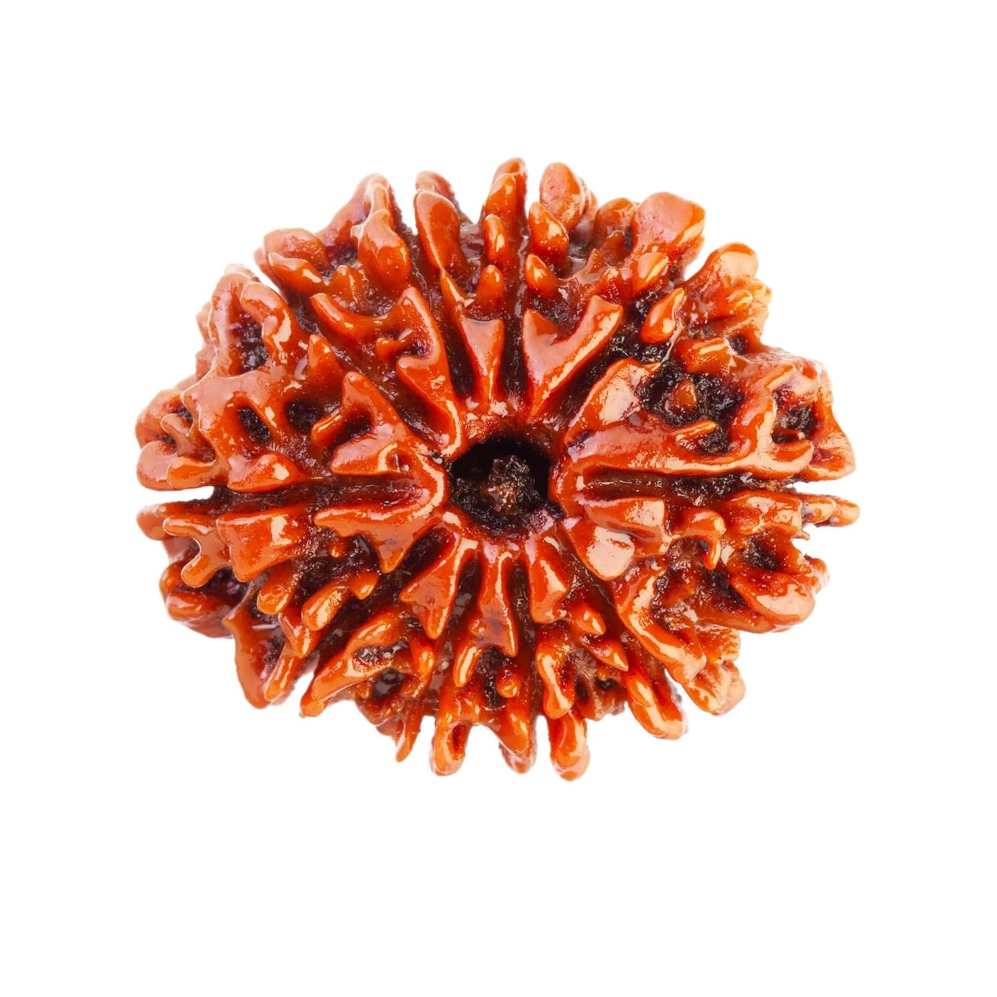 10 Mukhi Rudraksha Natural Nepal 100% Natural