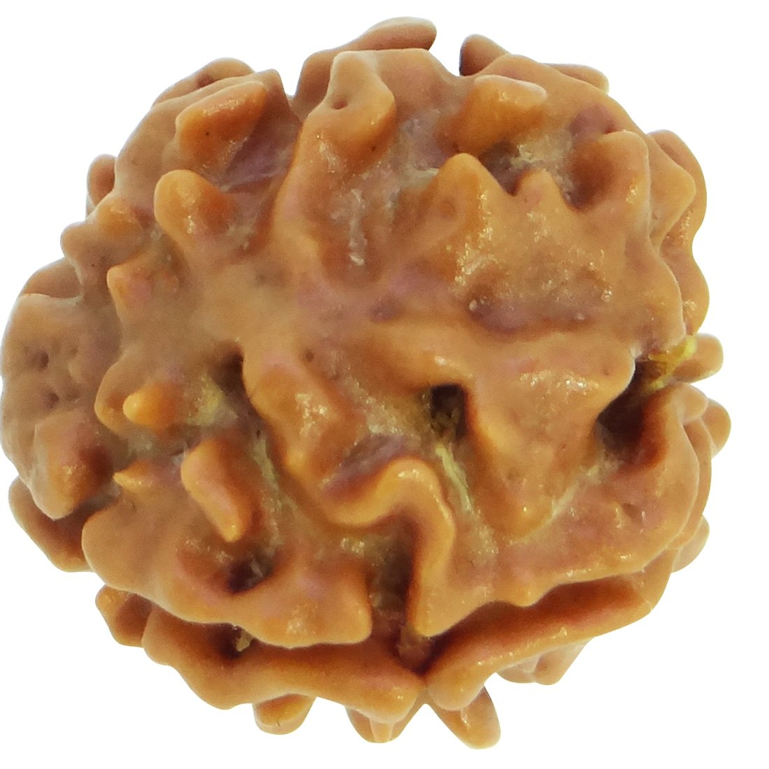 3 Mukhi Rudraksha 100% Natural