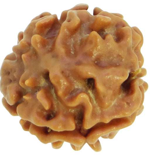 3 Mukhi Rudraksha 100% Natural