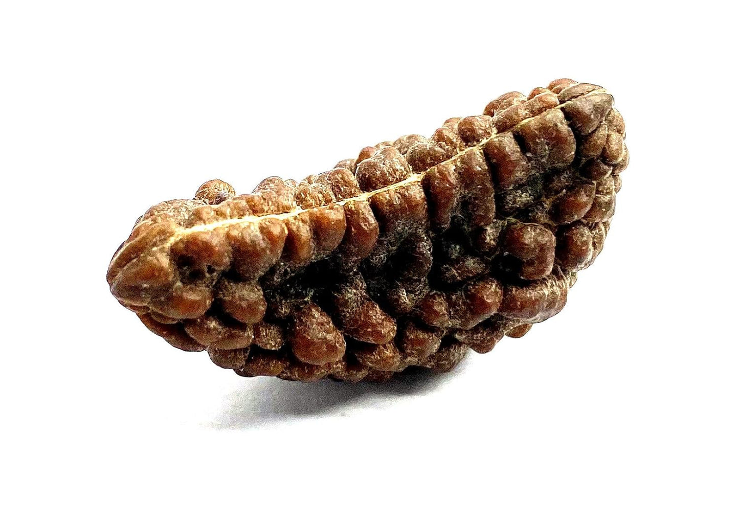 1 Mukhi Rudraksha 100% Natural